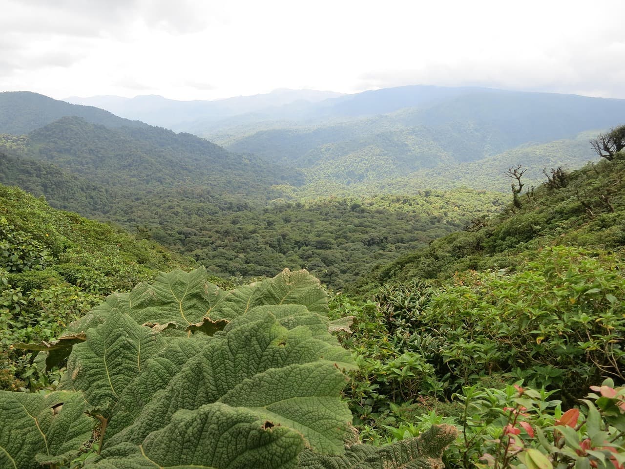 Bosque nuboso de Monteverde con vegetación densa, en la sala de chat de Latinchat Costa Rica