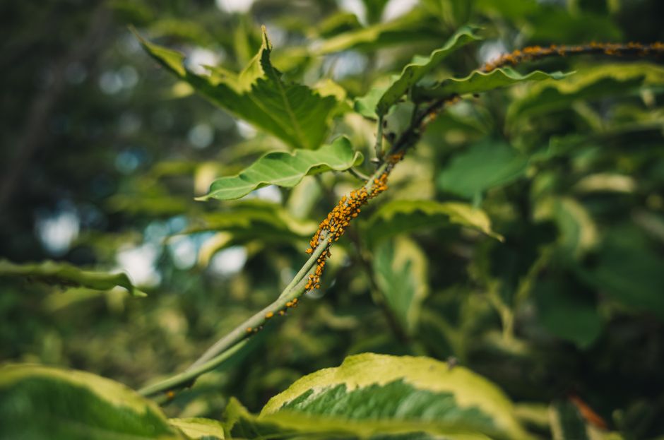 Retiro de miles de plantas en Costco de California por insecto invasor que amenaza viñedos