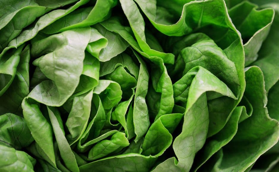 Primer plano de hojas verdes de lechuga fresca