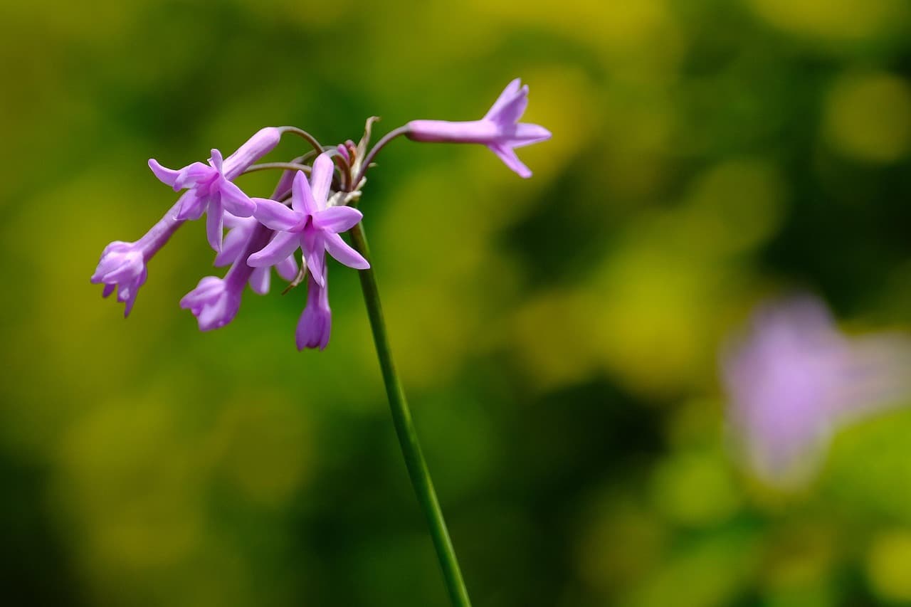 flowers pink flora nature purple