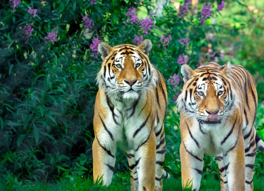 Tigres salvajes en su hábitat natural de la selva tropical