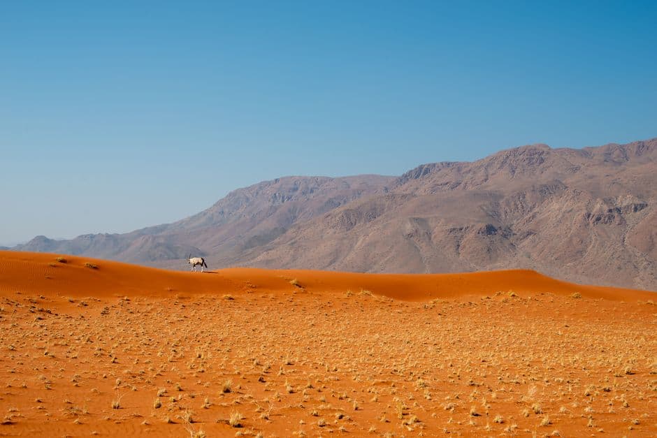 Un órice en paisaje desértico de arena roja