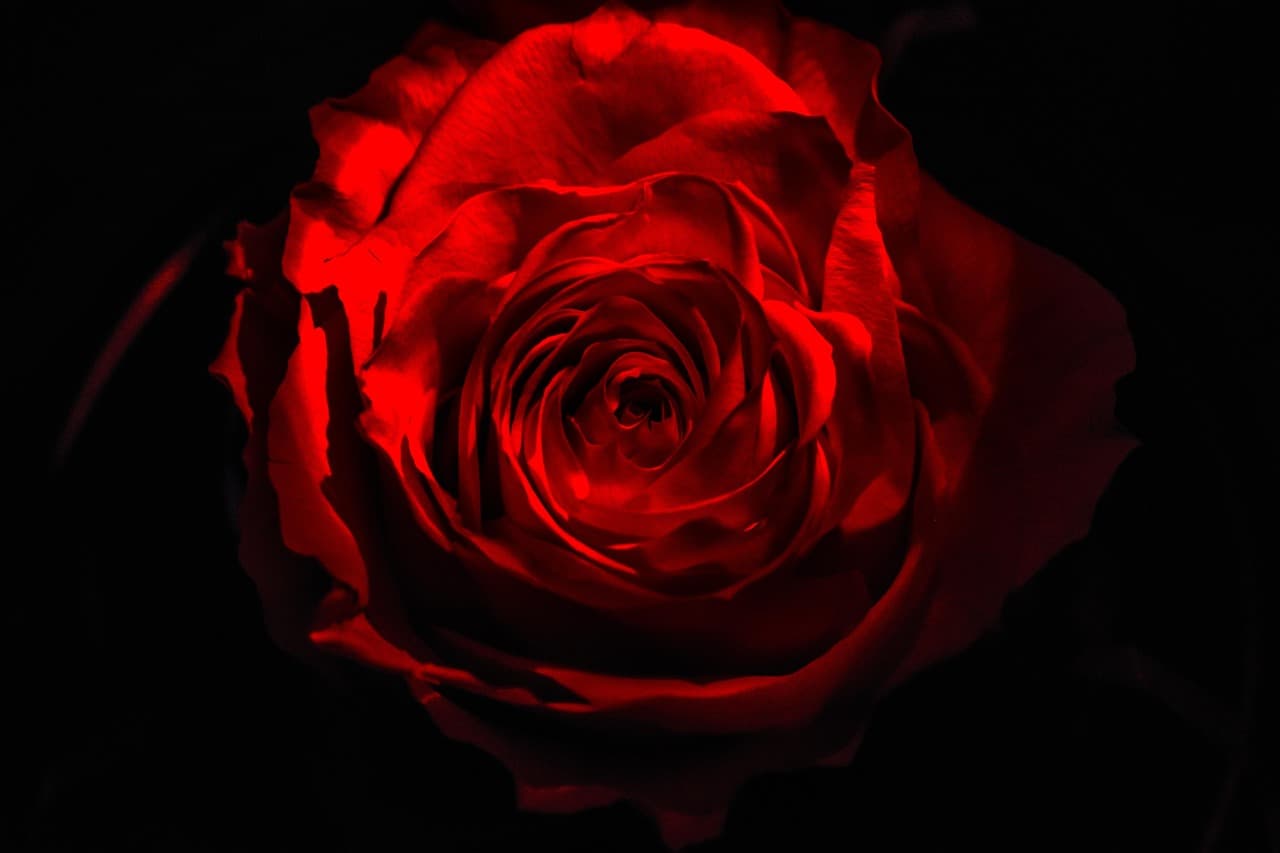 Tonos oscuros con un toque de color rosa en la composición