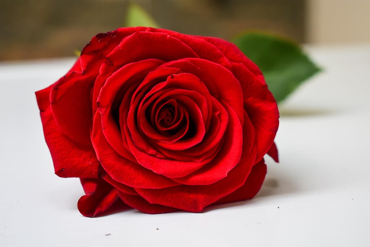 Rosa roja en primer plano con colores vivos