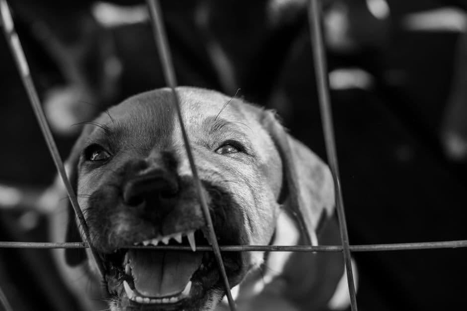 Un perro en blanco y negro de pie tras una verja metálica