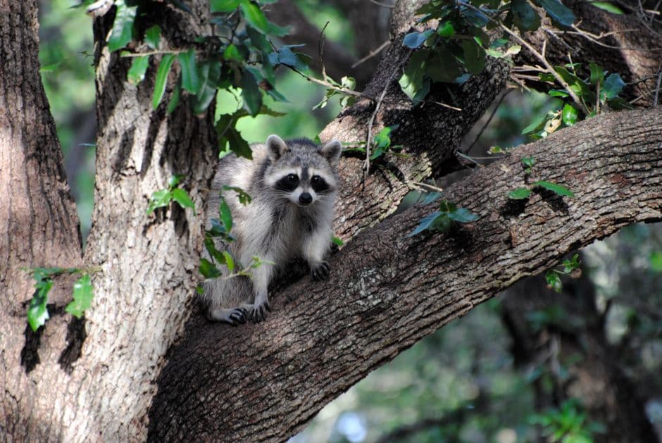 Un mapache gris y blanco posado en rama de árbol