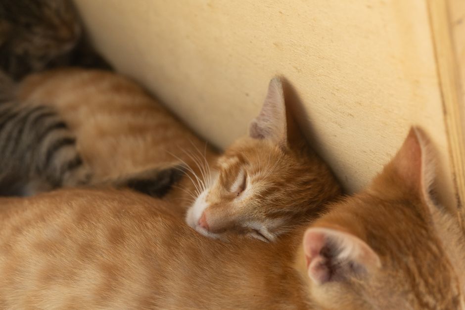 Muna Pauls da la bienvenida a Gaspar, el nuevo gatito que llega a su hogar