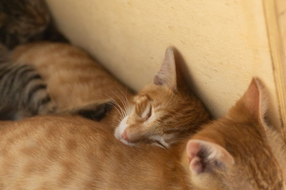 Gatitos recién nacidos dormidos y acurrucados juntos