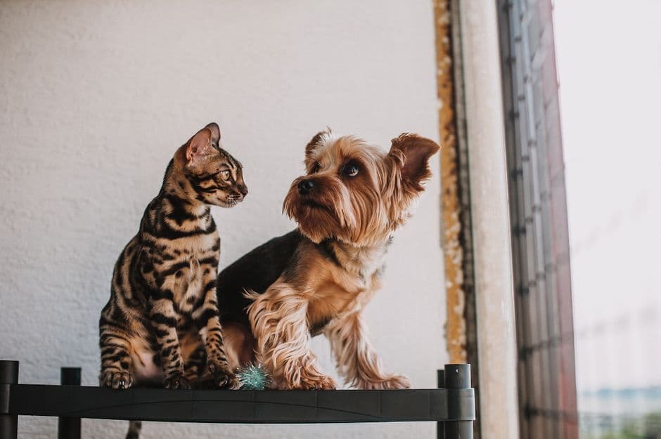 Imagen de ambiente del chat de Mascotas