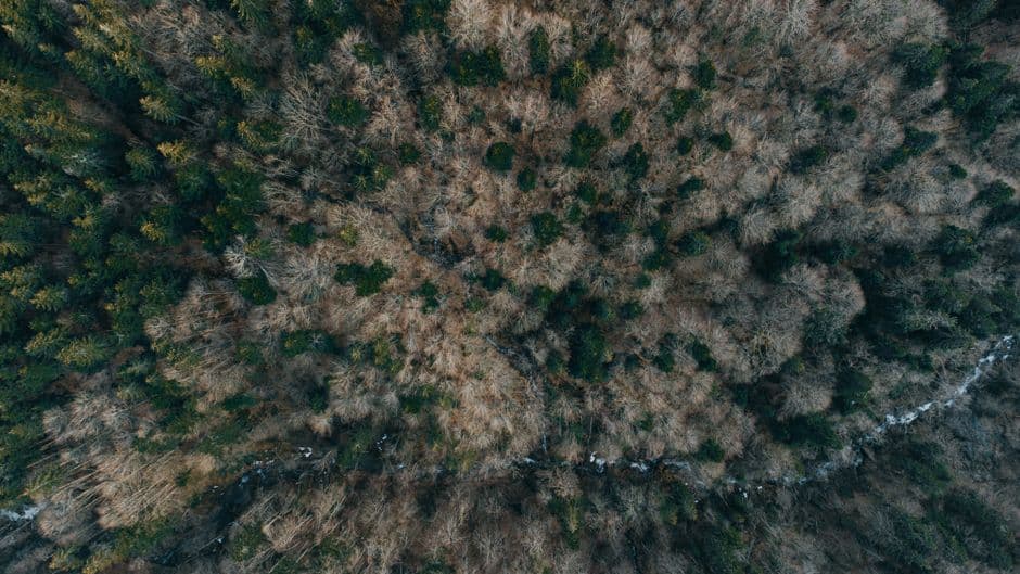 Árboles en un bosque visto desde arriba, en la sala de chat de Naturaleza