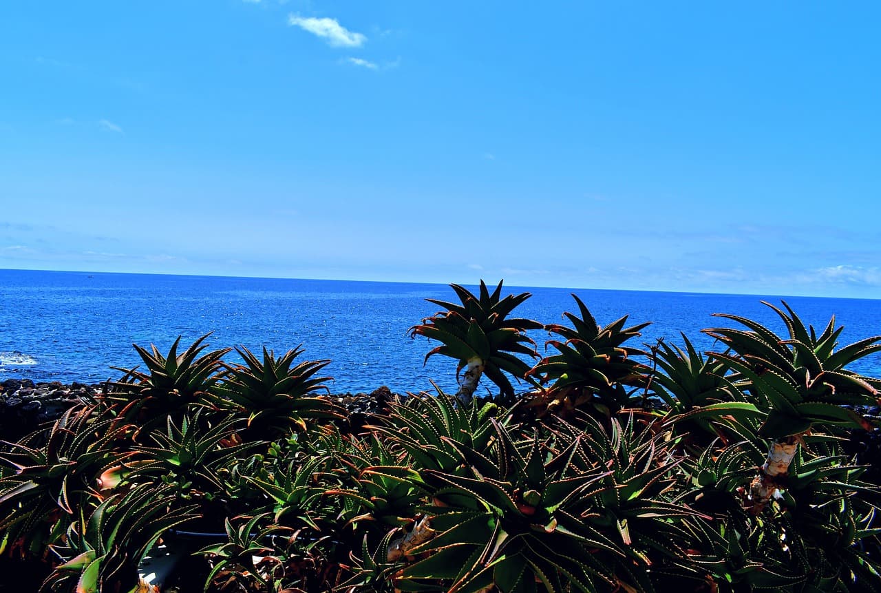 Plantas de aloe junto a la costa y el mar, en el chat de Vera