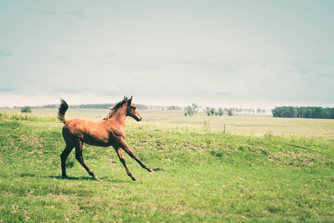 Caballo marrón sobre un campo de hierba verde durante el día, en el chat de Treinta y Tres