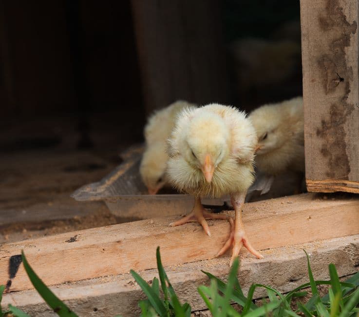Pollitos exploran un gallinero rústico, en la sala de chat de Perú