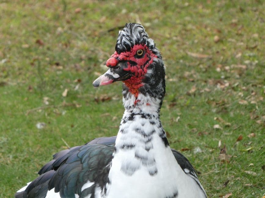 Primer plano de un pato, en el chat de Orpesa/Oropesa del Mar