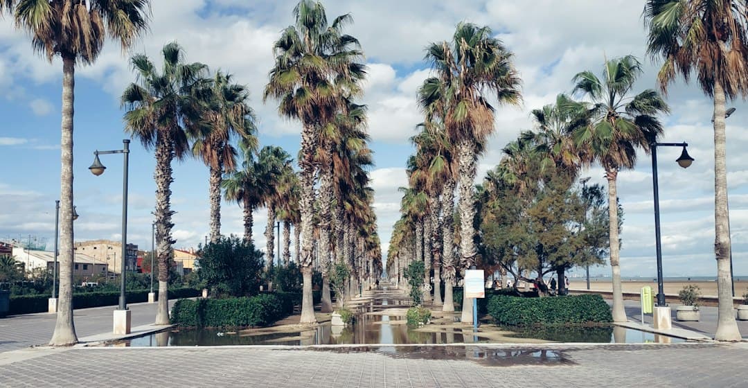 Palmeras de coco en un parque, en el chat de Benaguasil
