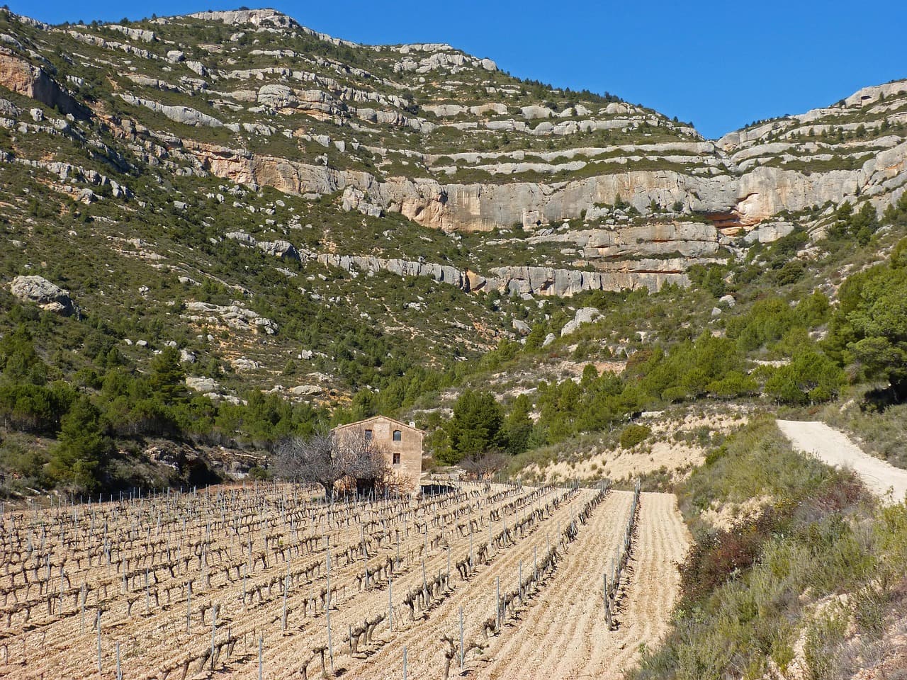 Viñedos en finca rural con montañas al fondo, en la sala de chat de Canet d'En Berenguer