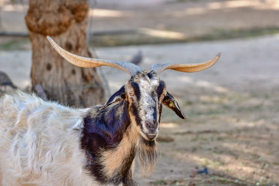 Una cabra majorera blanca pastando en un prado, en la sala de chat de Cabra