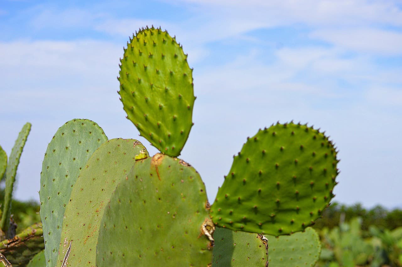 Chumbera con sus frutos y varios pinchos de cactus, en el chat de Palamós