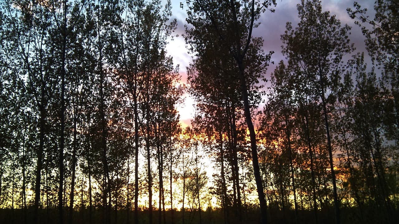 Bosque con árboles bajo la luz del sol, en el chat de Monzón