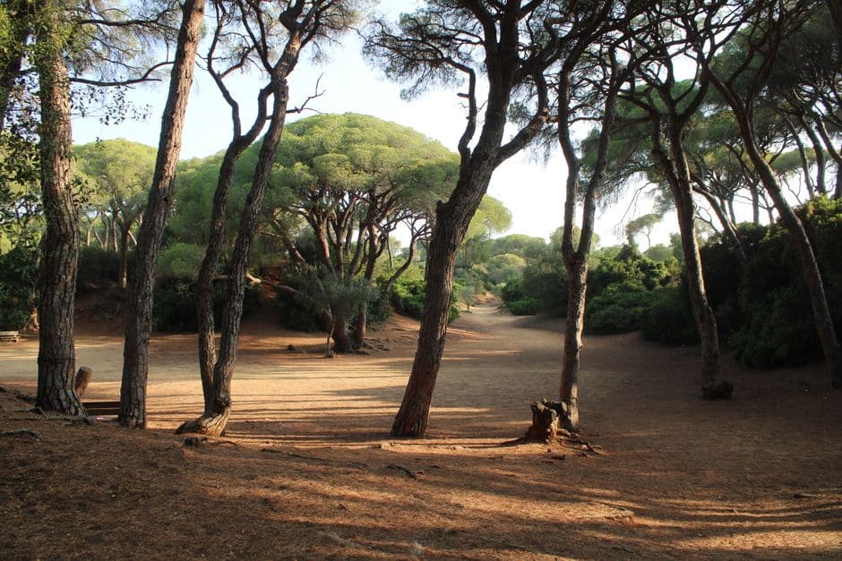 Sendero boscoso rodeado de árboles, en la sala de chat de Puerto Lumbreras