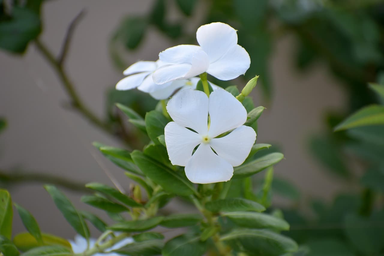 Flores blancas de color pervinca, en el chat de Sada