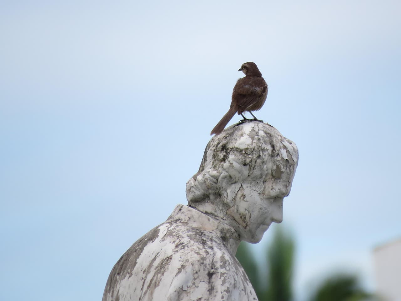 Pájaro posado sobre una estatua, en el chat de Fraga
