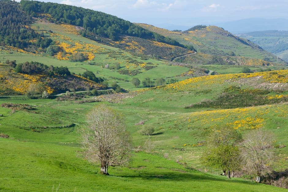 Un paisaje verde de campo abierto, en el chat de Vilalba