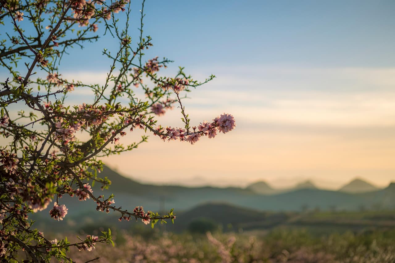 Vista de Ceutí, España