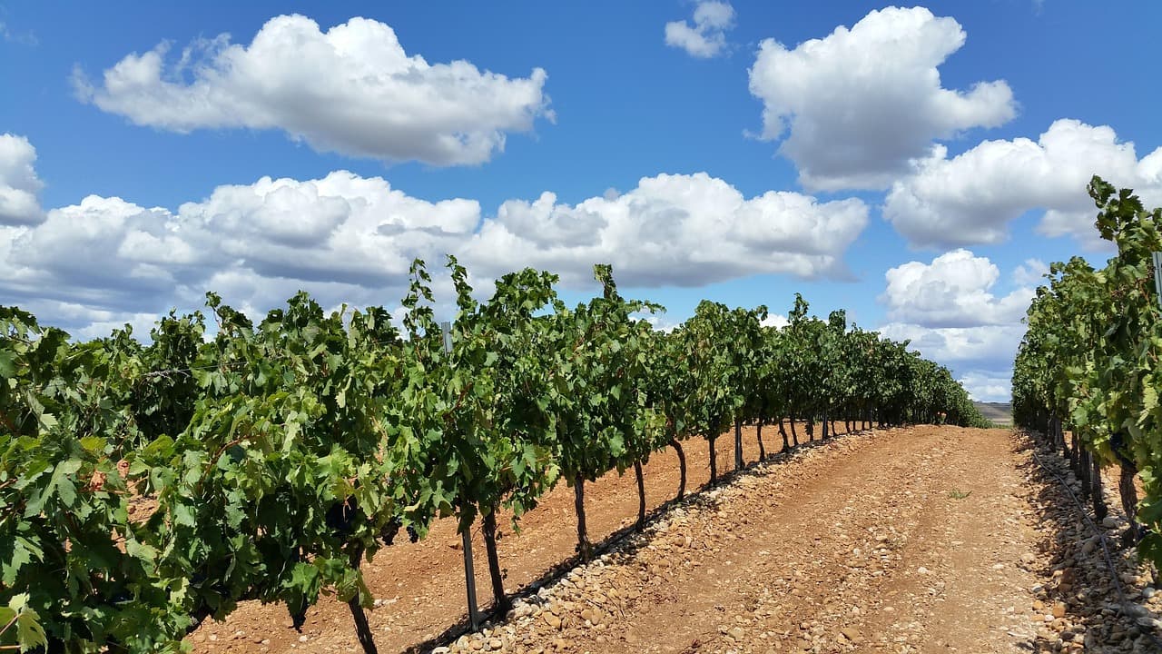 Viñedos ondulantes bajo nubes blancas en La Rioja, en el chat de Lardero