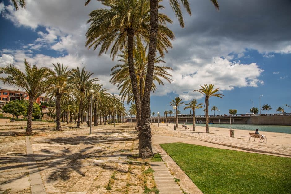 Palmeras en la orilla de la playa, en el chat de La Palma del Condado