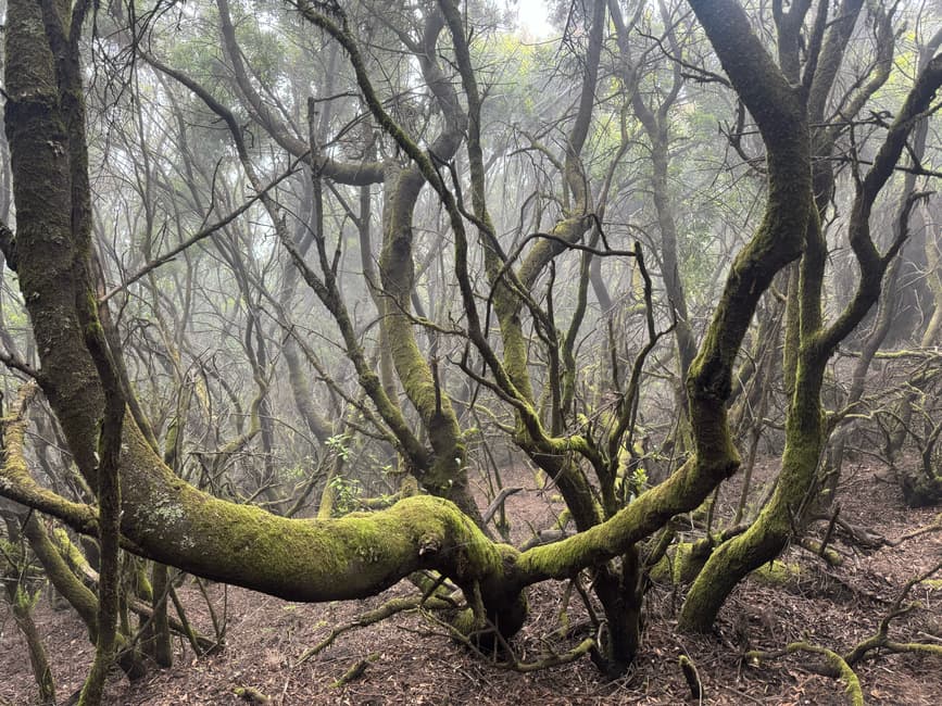 Bosque nebuloso con senderos y árboles bajo niebla, en el chat de La Matanza de Acentejo
