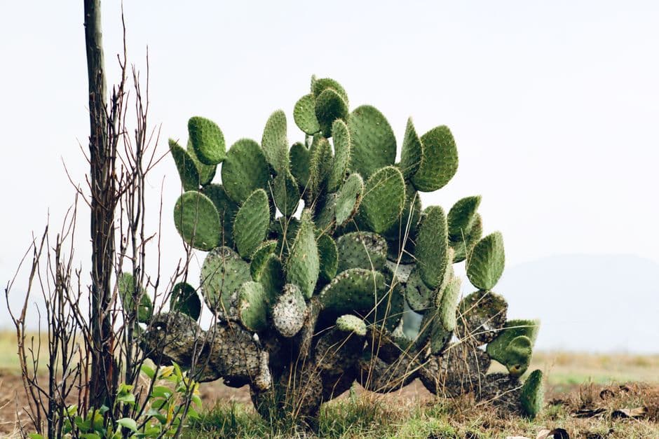 Vista de Álamo Temapache, México