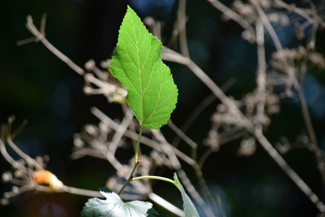 Detalle macro de una hoja verde, en el chat de Cañuelas