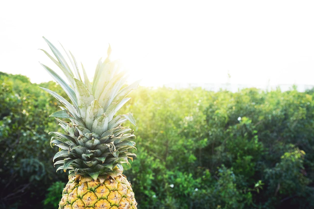 Piña dorada, fruta tropical, en el chat de Pinos