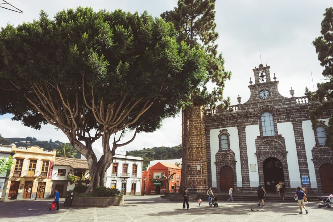 Un árbol grande frente a un edificio, en el chat de Telde