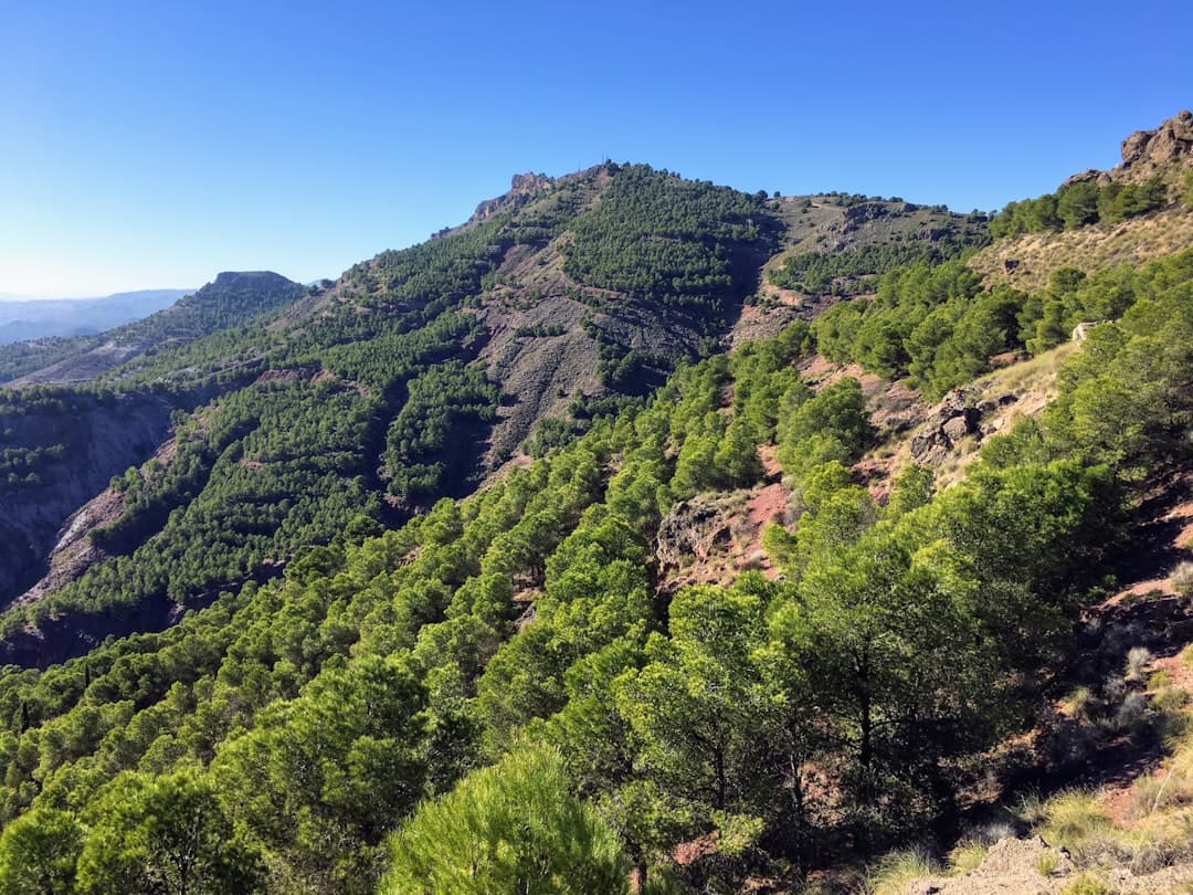 Árboles verdes en montaña bajo cielo azul, en la sala de chat de Lorca