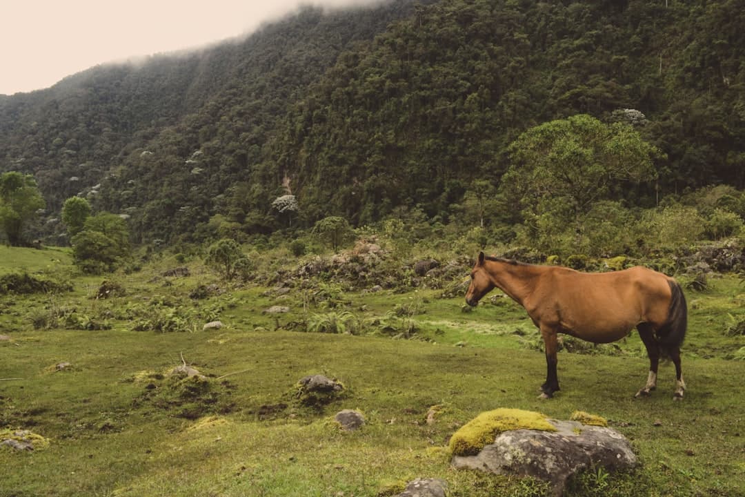 Vista de Risaralda, Colombia