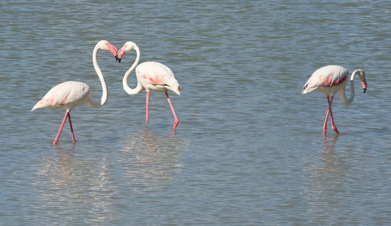 Flamencos con plumas rosadas y pico largo, en la sala de chat de Cuéllar