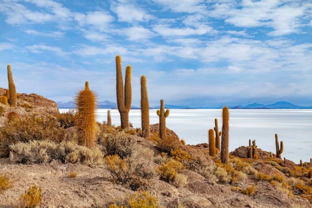 Cactus al borde de un lago bajo cielo azul, en el chat de Departamento de Pando