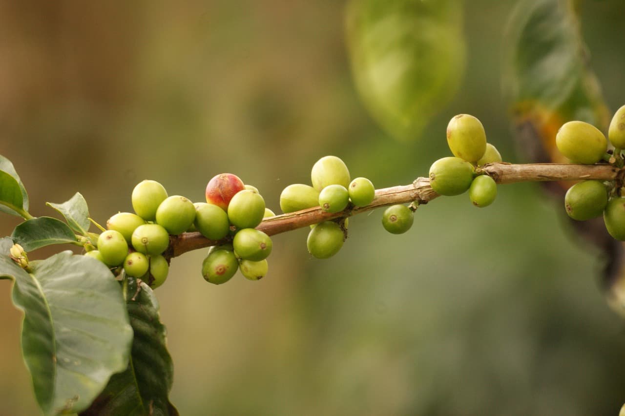Paisaje de campo y cafetales, en el chat de Departamento del Vichada