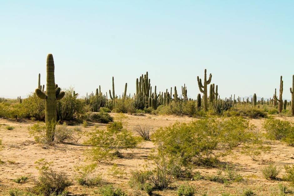 Un cactus en el desierto, en el chat de Empalme