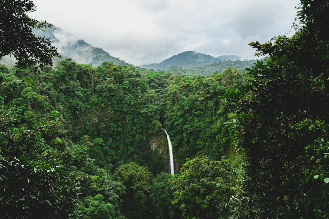 Árboles verdes en una montaña bajo nubes blancas en la sala de chat de Alajuela