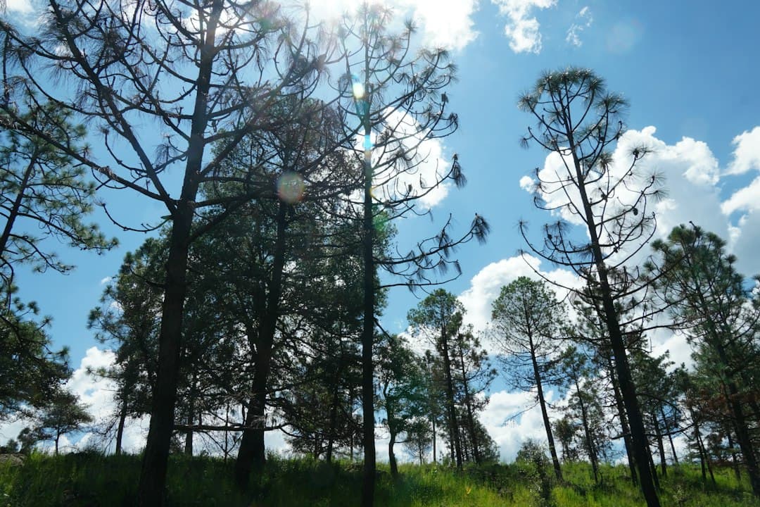 El sol se cuela entre los árboles de un bosque, en el chat de Mapimí