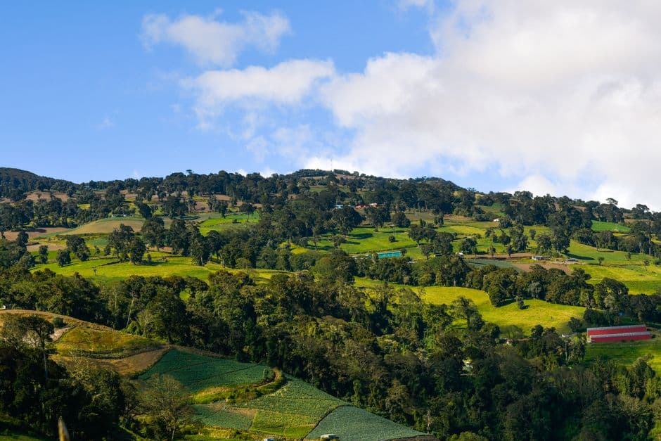 Árboles verdes sobre hierba bajo cielo azul nubes blancas, en la sala de chat de Cartago