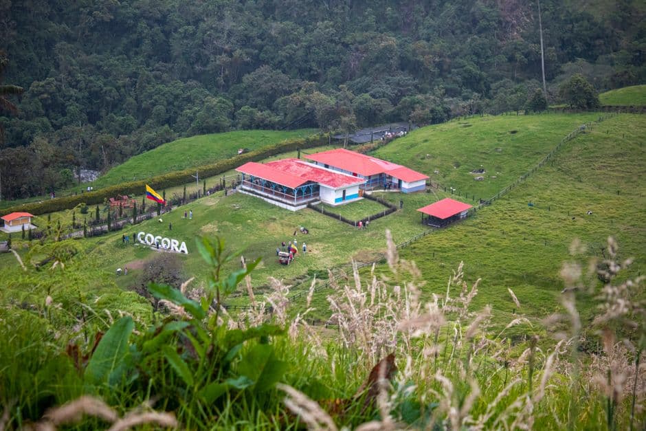 Palmas de cera gigantes en un valle montañoso, en el chat de Departamento de Córdoba