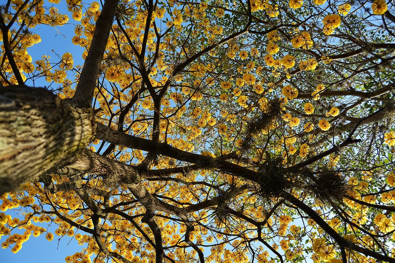 Árbol cortado en Honduras, en el chat de Departamento de Cortés