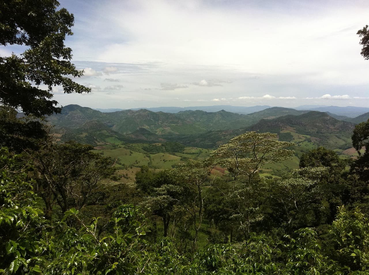 Plantación de café entre la selva de Nicaragua, en el chat de Departamento de Chontales