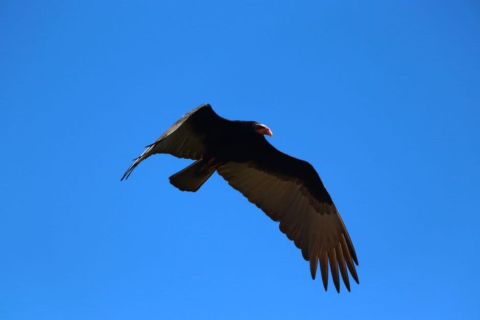 Águila volando en cielo despejado, en el chat de Departamento de Guairá