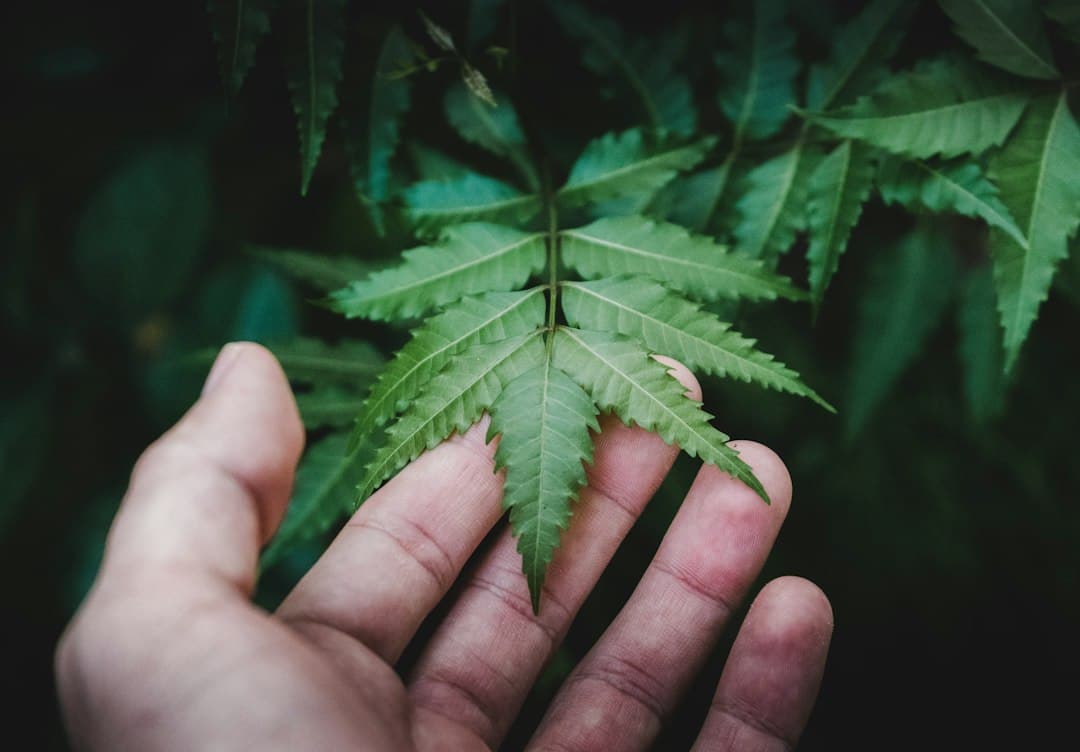 Persona sosteniendo una planta de hojas verdes, en el chat de San Miguel