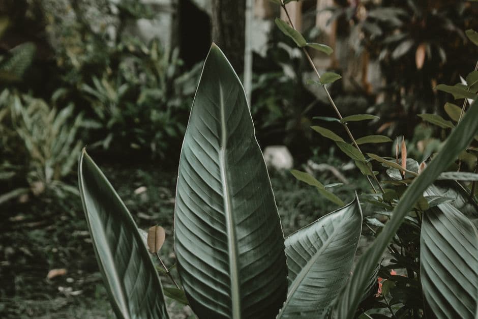 Primer plano de una planta de hojas verdes con fondo desenfocado, en el chat de Xicoténcatl